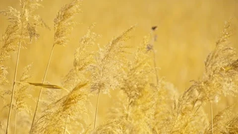 Sunlight Illuminating Reeds in the Wind Stock Footage 325760387
