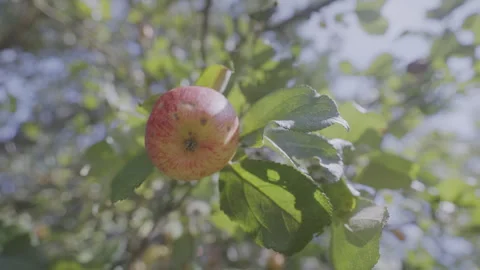 Sunlight illuminating ripe red apple dangling from verdant branch Stock Footage 304647737