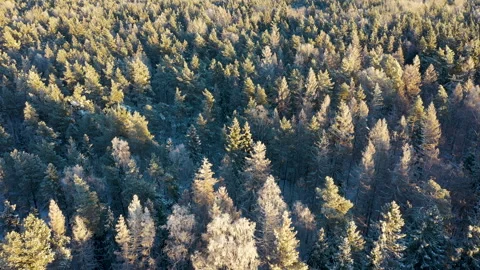 Sunlight illuminating snowy forest canopy, aerial view Stock Footage 289005784