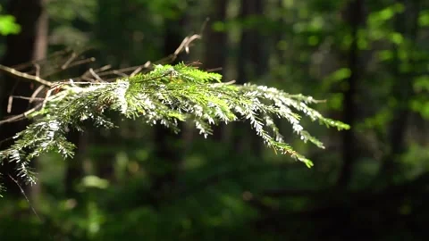Sunlight Illuminating a Spruce Branch in a Lush Green Forest 스톡 동영상 341874130