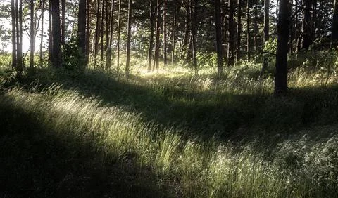 Sunlight illuminating tall grass inside the forest Stock Photos