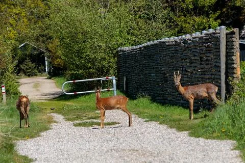 Sunlight Illuminating Three Deer on a Path in Denmark Stock Photos