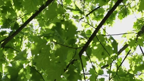 Sunlight illuminating translucent green maple leaves with moving shadows Stock Footage 309513654