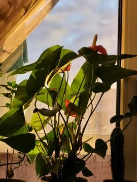 Sunlight on Indoor Plants Stock Photos