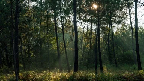 Sunlight infiltrating the foliage of trees, timelapse, Portugal Stock Footage 120367323