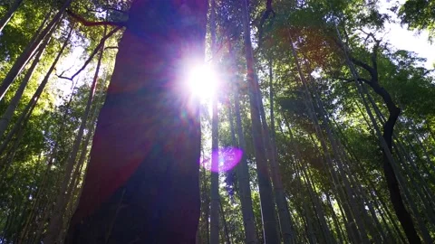 Sunlight inside a bamboo forest in Kyoto, Japan Stock Footage 195683390