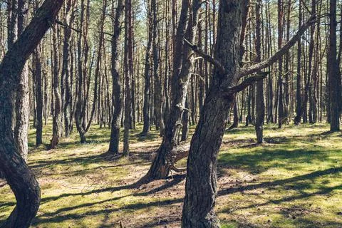 Sunlight inside dancing forest of curonian spit Stock Photos