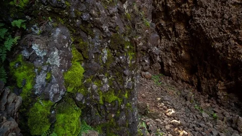 Sunlight inside the mossy canyon with high walls Stock Footage 73011875