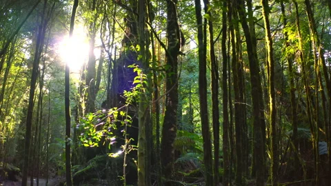Sunlight in jungle forest of Tasmania. Australia wild nature beauty Stock Footage 164624894
