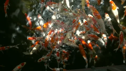 Sunlight into koi fish pond Stock Footage 259789624