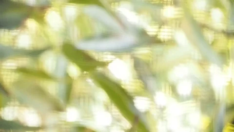 Sunlight leaf foliage bokeh through window screen grid aperture background Stock Footage 96720107