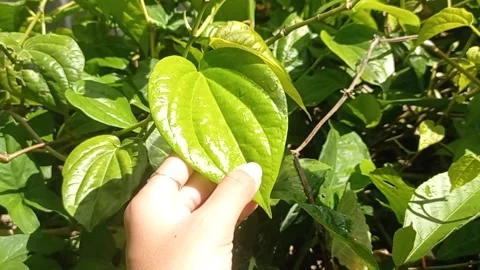 Sunlight on a leaf in the garden Stock Footage 146259008