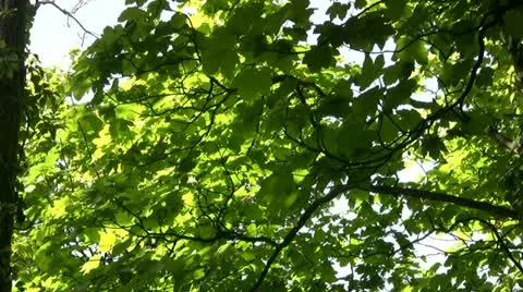 Sunlight on leafy trees Video stock 20494359