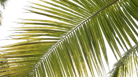Sunlight Leaking Through Palm Tree on Tropical Island Stock Footage 300273780