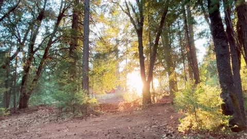 Sunlight Leaking Through Trees 動画素材 205047408