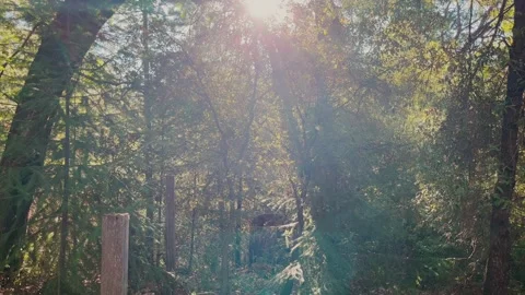 Sunlight Leaking Through Trees in the Morning 動画素材 205166802