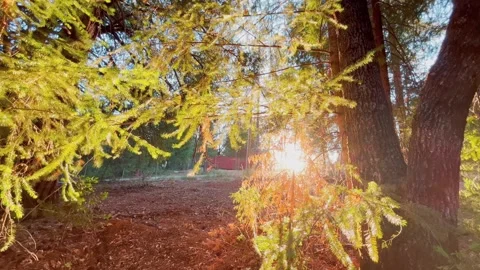 Sunlight Leaking Through Trees at Sunset 動画素材 205167417
