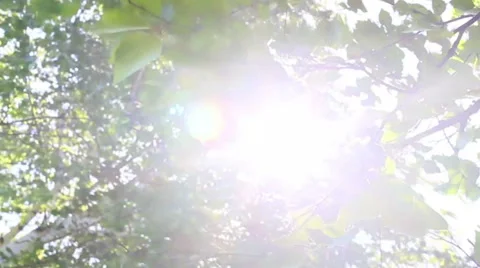 Sunlight In The Leaves 12 Stock Footage 50330382