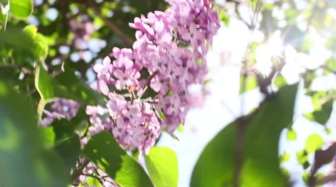 Sunlight In The Leaves 16 Stock Footage 50330554