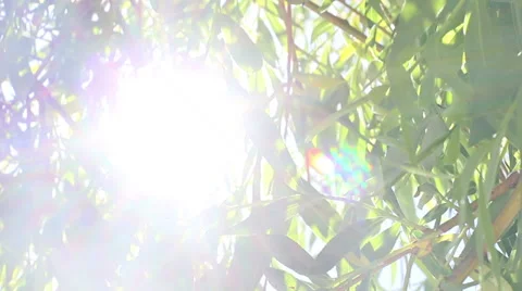 Sunlight In The Leaves 22 Stock Footage 50330844