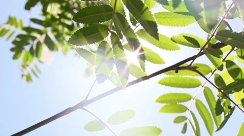 Sunlight In The Leaves 23 Stock Footage 50330835