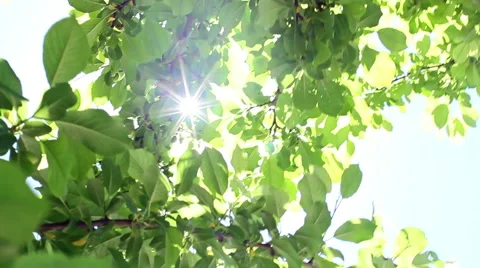 Sunlight In The Leaves 24 Stock Footage 50330887