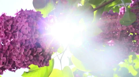 Sunlight In The Leaves 26 Stock Footage 50330977