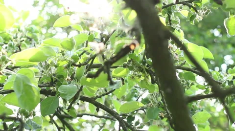 Sunlight In The Leaves 31 Stock Footage 50483398