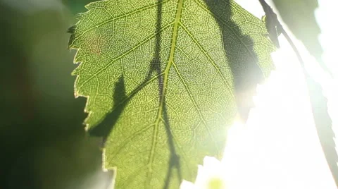 Sunlight In The Leaves 45 Stock Footage 50921931