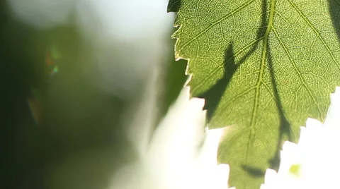 Sunlight In The Leaves 46 Stock Footage 50921695