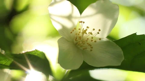 Sunlight In The Leaves 52 Stock Footage 50921770