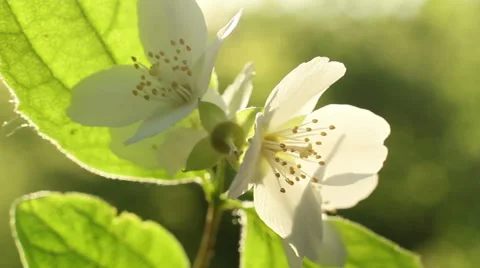 Sunlight In The Leaves 59 Stock Footage 50921836