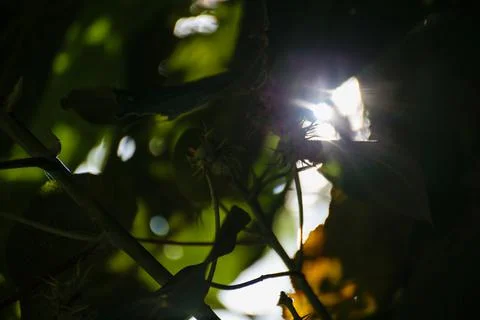 Sunlight in Leaves Background Foto stock