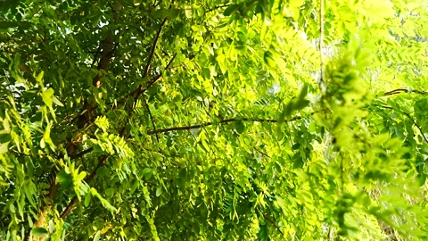 Sunlight leaves breeze blowing summer light and shadow Stock Footage 210845247