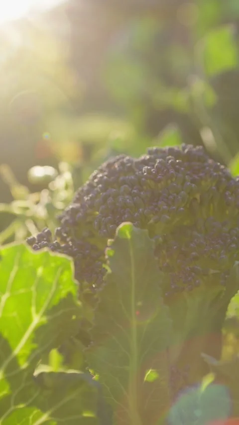 Sunlight On The Leaves Of A Broccoli Plant Stock Footage 264367406