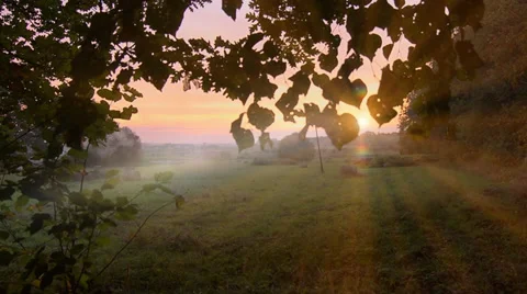 Sunlight in the leaves Stock Footage 32148320