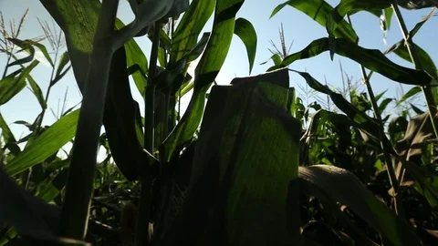 Sunlight on leaves Stock Footage 73941719
