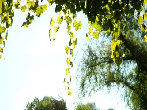 Sunlight leaves Stock Footage 106221150