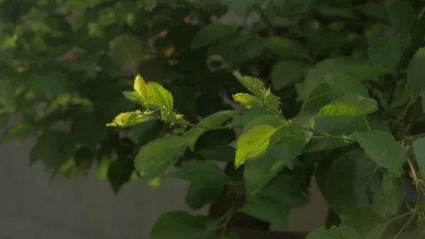 Sunlight Leaves Sprout Stock Footage 112937665