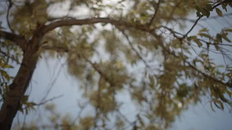 Sunlight in the leaves of the tree Stock Footage 50494129