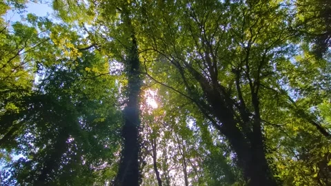 Sunlight Lens Flare Flickering Through Trees with Ultra Wide Camera View Stock Footage 286423960