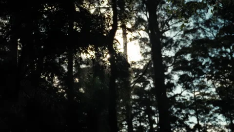 Sunlight lens flare through the leaves on a tree in the late afternoon or mornin Video stock 294614860
