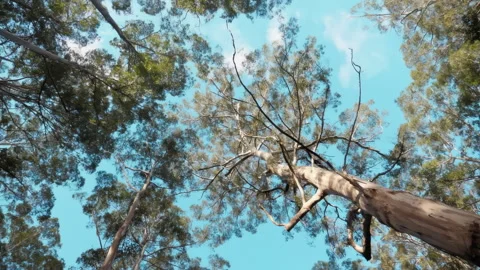 Sunlight lens flare through the leaves on a tree in the late afternoon or mornin Stock Footage 294615142