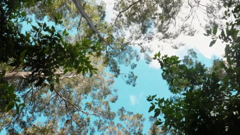 Sunlight lens flare through the leaves on a tree in the late afternoon or mornin Stock Footage 294615206