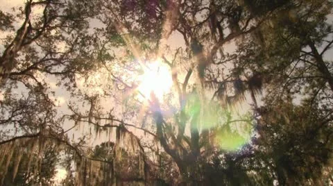 Sunlight lens flare through oak trees 스톡 동영상 12526301