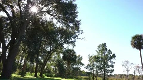 Sunlight Lens Flare Through the Trees In Perfect Solitude and Serenity Stock-Footage 219476438