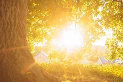 Sunlight light rays under big tree Photos