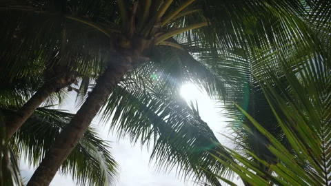 Sunlight lights through palm leaves on the beach Stock Footage 306282973