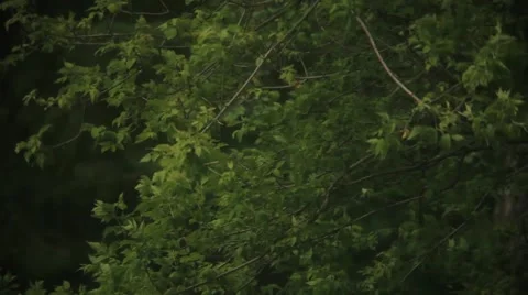 Sunlight Lights Up Windy Trees Stock Footage 46312475