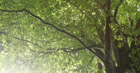 Sunlight in magic forest landscape Stock Footage 96217907